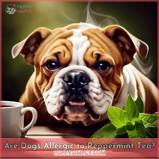 Are Dogs Allergic to Peppermint Tea