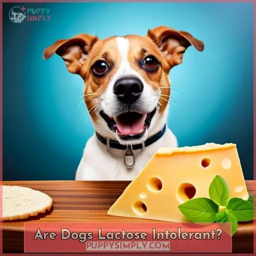 Are Dogs Lactose Intolerant?