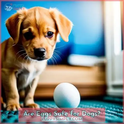 Are Eggs Safe for Dogs