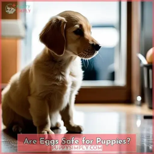 Are Eggs Safe for Puppies