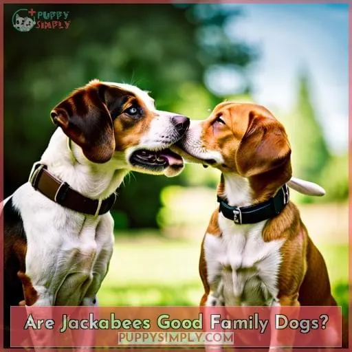 Are Jackabees Good Family Dogs?