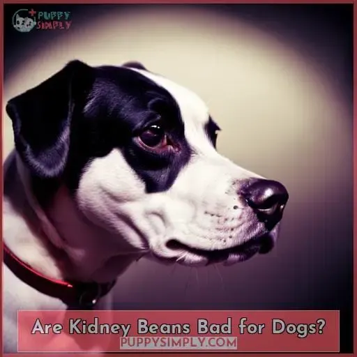 Are Kidney Beans Bad for Dogs?