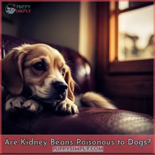 Are Kidney Beans Poisonous to Dogs?