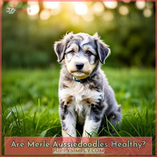 Are Merle Aussiedoodles Healthy