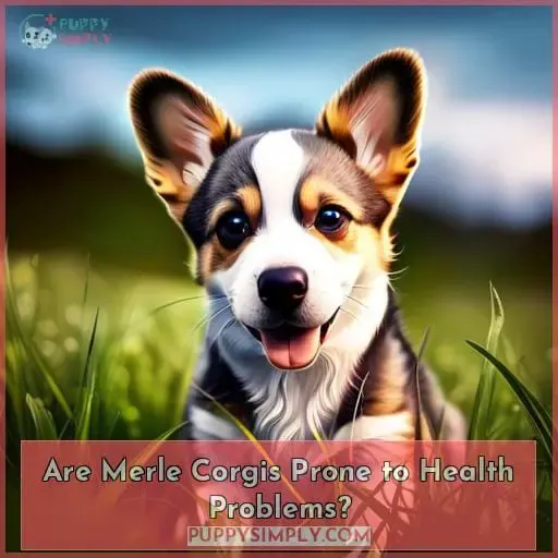 Are Merle Corgis Prone to Health Problems