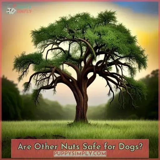 Are Other Nuts Safe for Dogs
