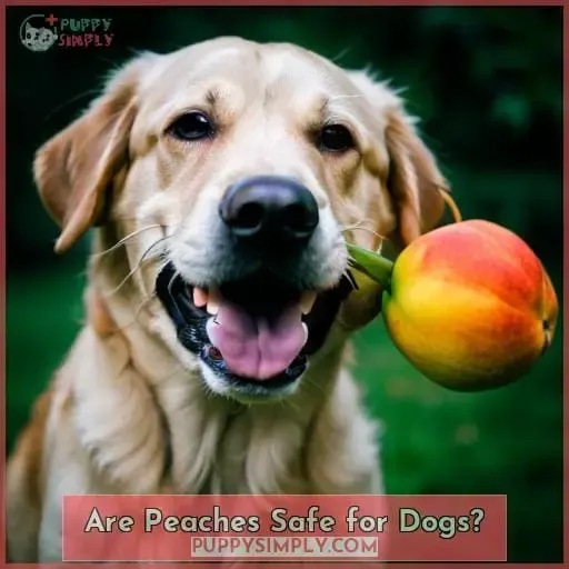 Are Peaches Safe for Dogs