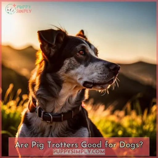 Are Pig Trotters Good for Dogs?