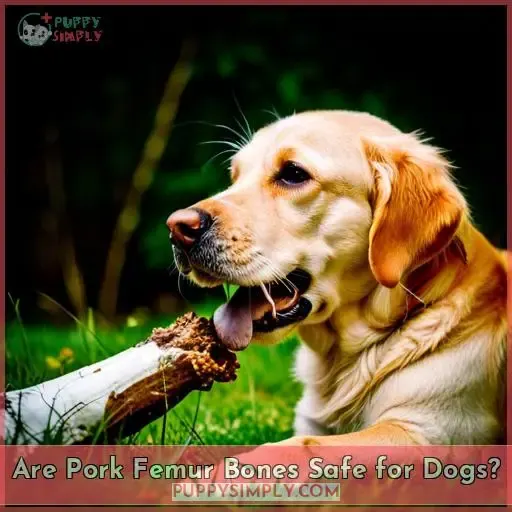 Are Pork Femur Bones Safe for Dogs