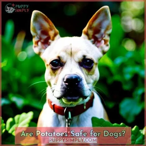 Are Potatoes Safe for Dogs?