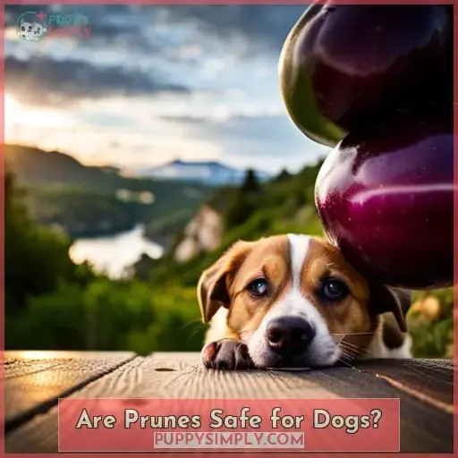 Are Prunes Safe for Dogs?