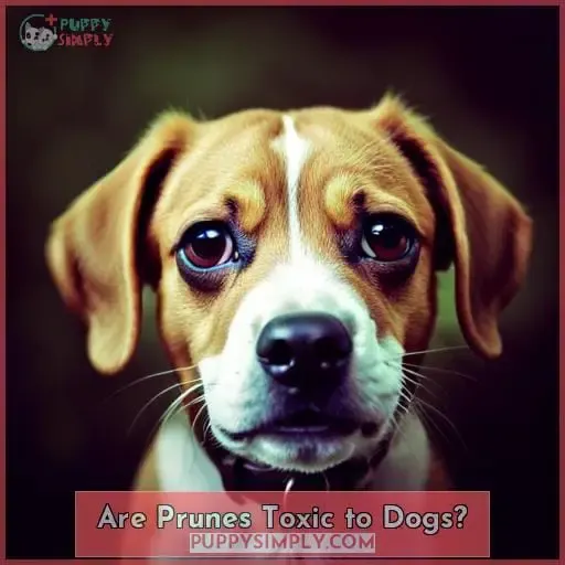 Are Prunes Toxic to Dogs?