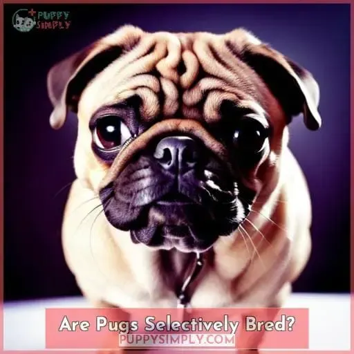 Are Pugs Selectively Bred?