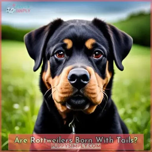 Are Rottweilers Born With Tails