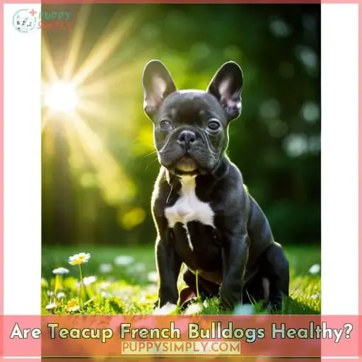 Are Teacup French Bulldogs Healthy