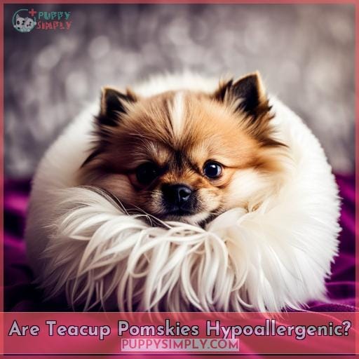 Are Teacup Pomskies Hypoallergenic