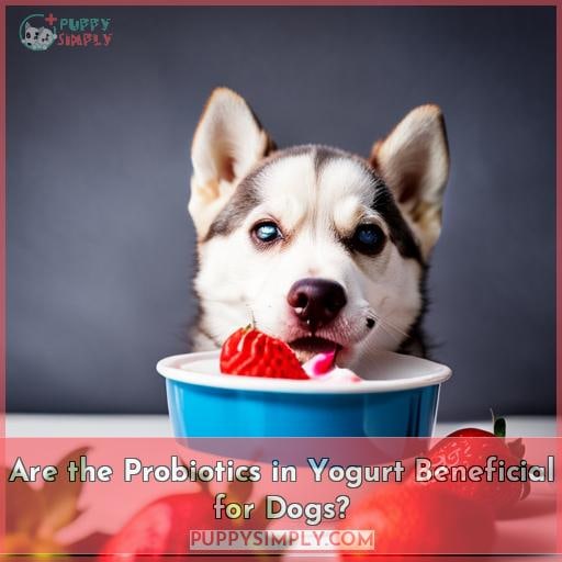 Are the Probiotics in Yogurt Beneficial for Dogs