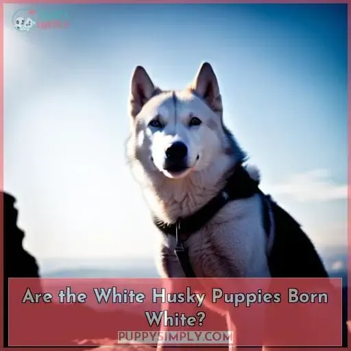 Are the White Husky Puppies Born White?