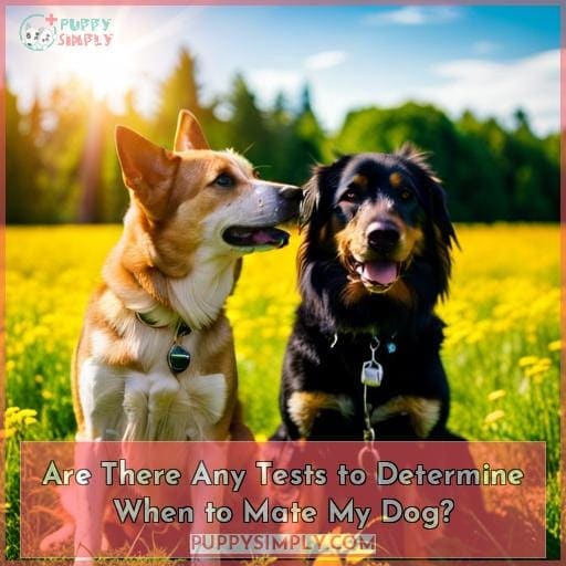 Are There Any Tests to Determine When to Mate My Dog? Are There Any Tests to Determine When to Mate My Dog?