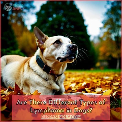 Are There Different Types of Lymphoma in Dogs?