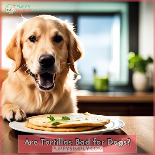 Are Tortillas Bad for Dogs