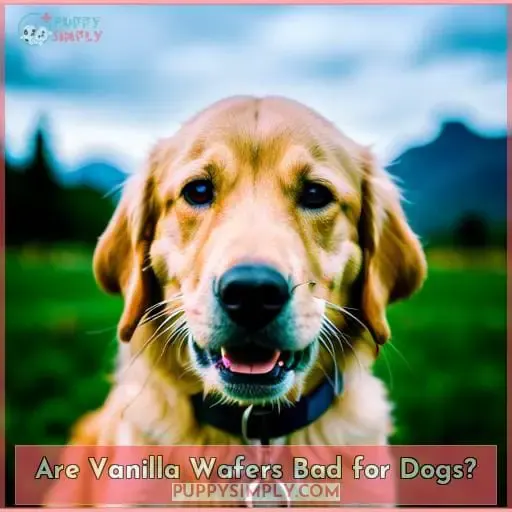 Are Vanilla Wafers Bad for Dogs?