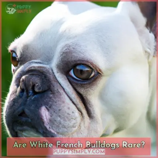 Are White French Bulldogs Rare