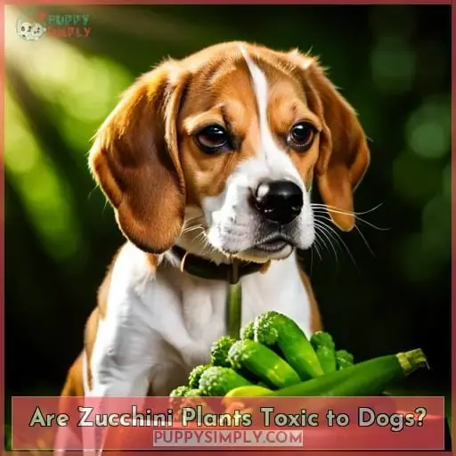 Are Zucchini Plants Toxic to Dogs