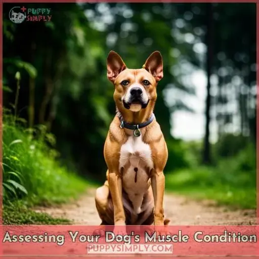 Assessing Your Dog