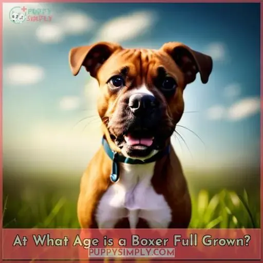 At What Age is a Boxer Full Grown?