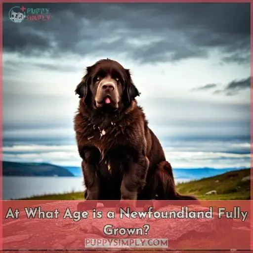 At What Age is a Newfoundland Fully Grown?