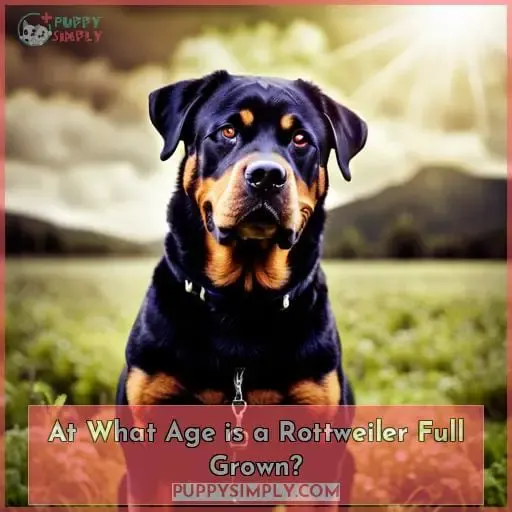 At What Age is a Rottweiler Full Grown?
