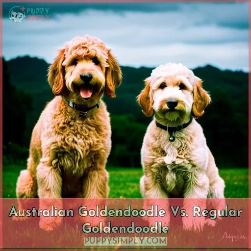 Australian Goldendoodle Vs. Regular Goldendoodle