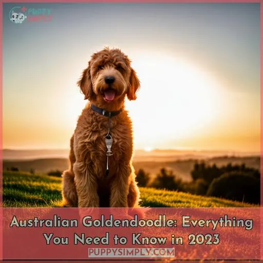 australian goldendoodle