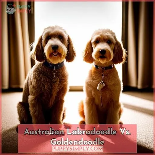 Australian Labradoodle Vs. Goldendoodle