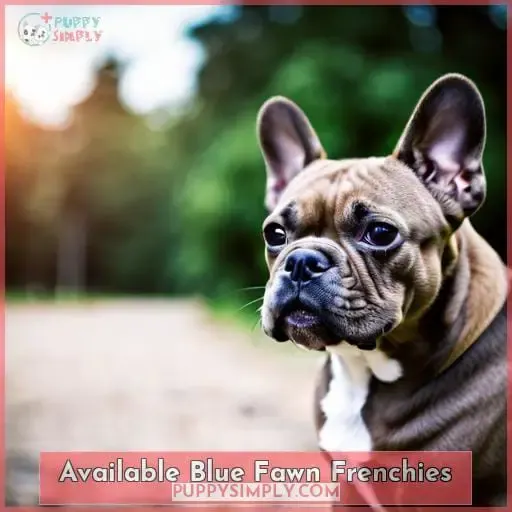 Available Blue Fawn Frenchies