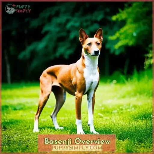 Basenji Overview