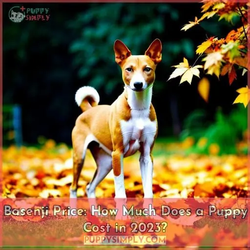 basenji price