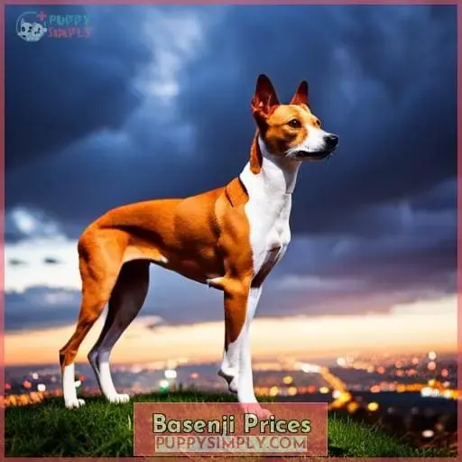 Basenji Prices