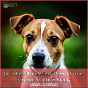 beagle jack russel terrier mix