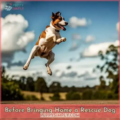 Before Bringing Home a Rescue Dog