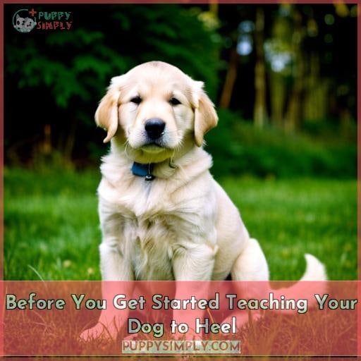 Before You Get Started Teaching Your Dog to Heel