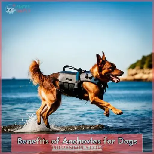 Benefits of Anchovies for Dogs