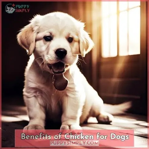Benefits of Chicken for Dogs