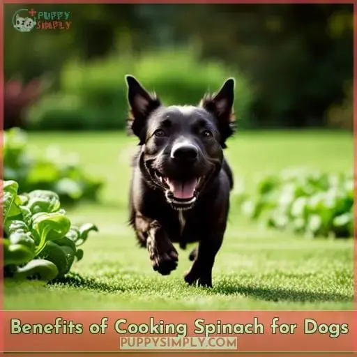 Benefits of Cooking Spinach for Dogs