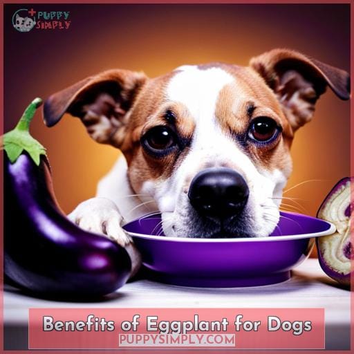 Benefits of Eggplant for Dogs