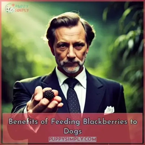 Benefits of Feeding Blackberries to Dogs