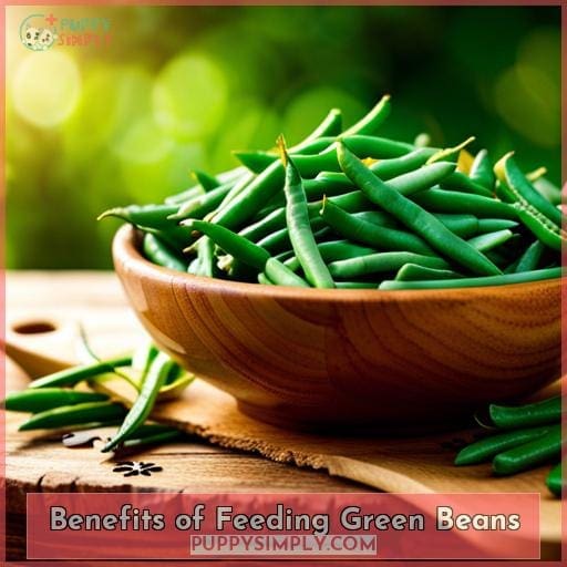 Benefits of Feeding Green Beans Benefits of Feeding Green Beans