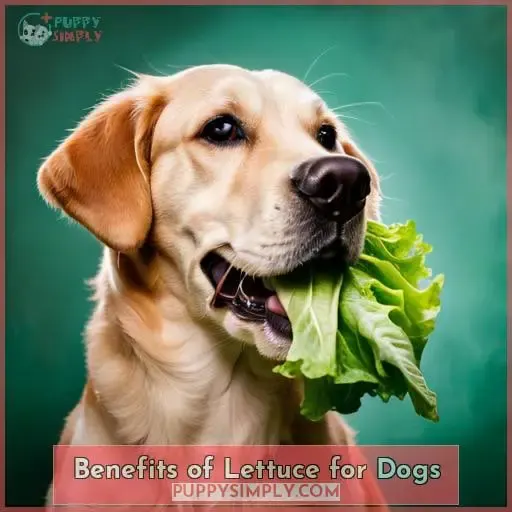 Benefits of Lettuce for Dogs