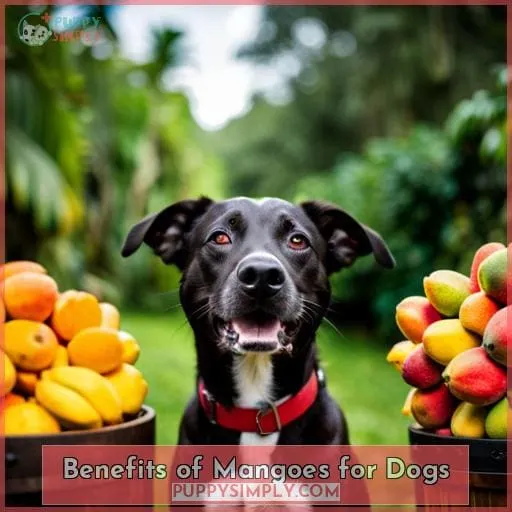 Benefits of Mangoes for Dogs